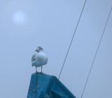 A solitary gull in a misty morning...