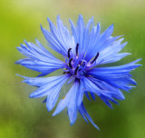 The complicated simplicity of a Cornflower...