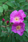 ALBERTA WILD ROSE