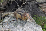 MORAINE LAKE SQUIRREL