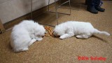 Gigi 2Litter  161216 057.jpg
