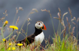 Dyrholaey Puffins 