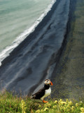  Puffins 