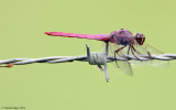 Dragonfly-sp.-9248.jpg