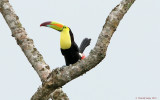 Keel-billed Toucan-0132.jpg