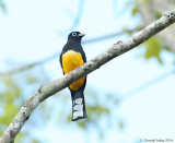 Black-headed Trogon-0877.jpg