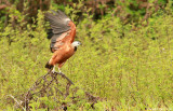 Black-collared-Hawk-3310.jpg