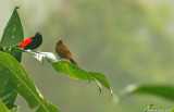 Passerinis-Tanager-Male-and-Female-1973.jpg