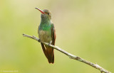 Rufus-tailed-Hummingbird-2402.jpg