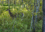 20150911_7952 copy.jpg