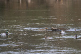 the chattahoochee river national recreation area, medlock bridge unit