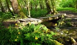 little wooden bridge