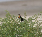 Yellow-headed Blackbird, Antelope Island SP, Utah