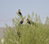 Yellow-headed Blackbirds, Antelope Island SP, Utah