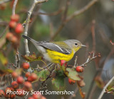 Magnolia Warbler