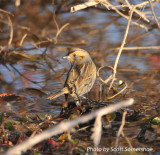 Nelsons Sparrow, McWhirters Farm, Warren Co., TN, 25 Oct 13