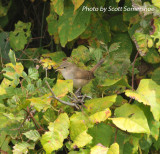 House Wren, west of the MS river, Shelby Co, TN, 17 Oct 13