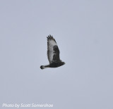 Rough-legged Hawk, adult dark morph, north of Phillippy, Lake Co., TN, 14 Dec 13