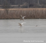 Glaucous Gull, Tunica Landfill, Tunica Co., MS, 23 Jan 14