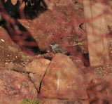 Golden-crowned Sparrow, Red Rocks, 5 Apr 14