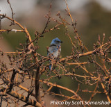 Western Scrub Jay, Red Rocks, 5 Apr 14