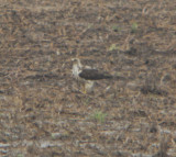 Kriders Hawk - immature, Ensley, 1 May 2011