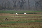 Whooping Cranes, Dec 2007, Bells Bend, Nashville TN