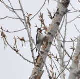 Red-naped Sapsucker, my yard in Littleton, Co, 8 Apr 15