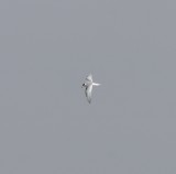 Arctic Tern (juv), Chatfield SP, Jefferson Co., CO, 3 Oct 15 