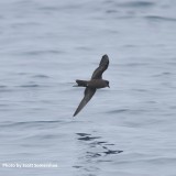 Banded Ashy Storm-Petrel