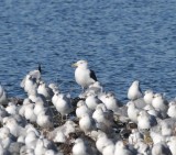 Great Black-backed Gull, Pueblo Reservoir, Pueblo Co., CO, 30 Dec 15