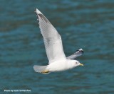 Mew Gull, Cooper Landing