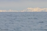 Pacific Loons, Kachemak Bay