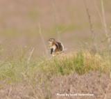 White-tailed Antelope Squirrel, Brewsters Ridge area, far western edge of Mesa Co near Utah