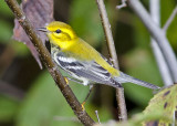 Black-throated Green Warbler