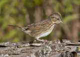 Lincolns Sparrow