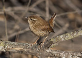 Winter Wren