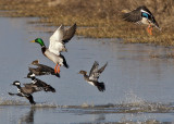 Mallards and Mergansers
