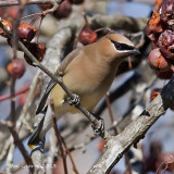 Cedar Waxwing