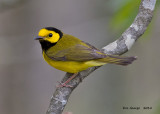 Hooded Warbler