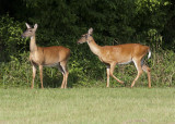 Regional Park Deer - Pine Bluff