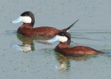 Ruddy Duck