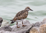 Ruddy Turnstone