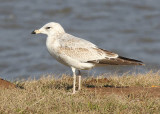 Ring-billed Gull