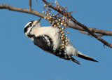 Downy Woodpecker