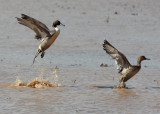 Pintails