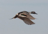 Pintail