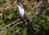 Yellow-billed Cuckoo