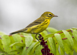 Juvenile Prairie Warbler