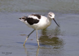 American Avocet